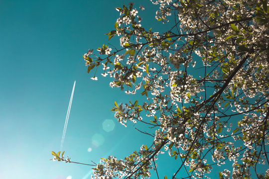 Airplane in the blue sky and cherry blossoms. Lifestyle, adventure and romantic concept.