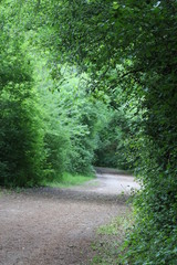 Obraz premium Hidden Path