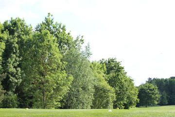 Tree Row