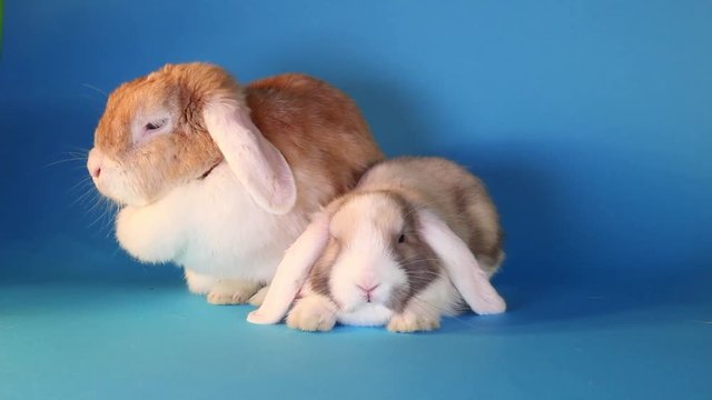 Young old rabbits. Pet animals together.