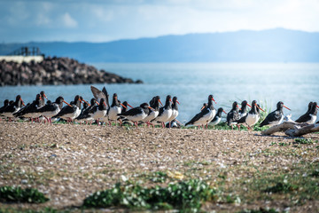 Fototapeta premium Variable oyster catcher