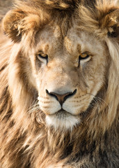 Beautiful and mighty lion's mane
