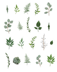Vector designer elements set collection of green eucalyptus, art foliage natural leaves herbs in watercolor style.