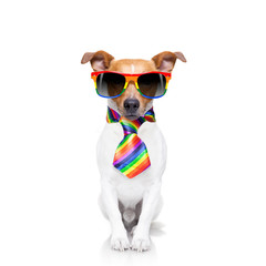 gay pride dog