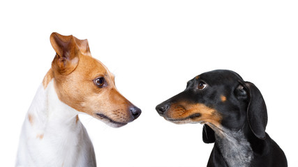 couple of dogs  in love