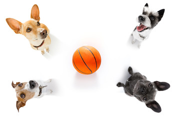 basketball  and group of   dogs