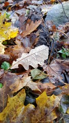 Fallen leaves in autumn landscape