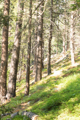 backwoods of south Tahoe 4