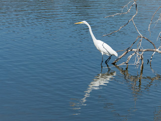 Great egret looking for fish