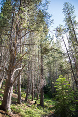 backwoods of south Tahoe 5