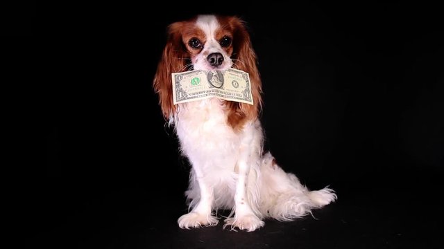 Dollar money bill with dog