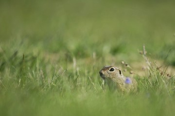 Small european ground squirrel peeping out with his head and black eye from green prairie grass, hiding, violet flower in foreground, blurry green background