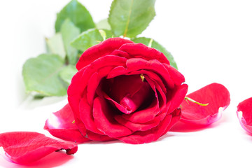 Pink rose with petals on white background. Fresh blossom with velvet petal.