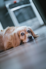 Golden Dachshund mix dog laying on floor by kitchen