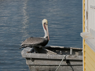 pelican on boat