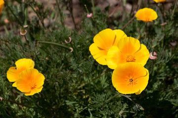 california coastal poppies