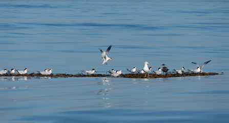 terns with gull on kelp patty