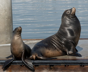 sea lions checking each other out