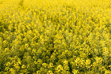rapeseed field biofuels summer