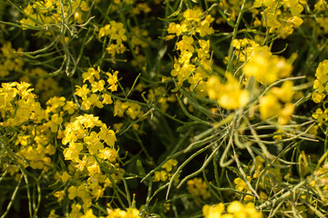 Obraz premium rapeseed field biofuels summer