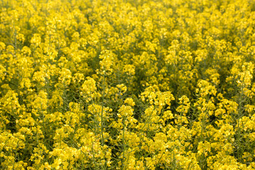 rapeseed field biofuels summer