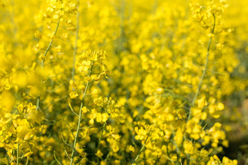 rapeseed field biofuels summer
