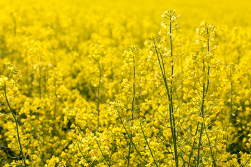 rapeseed field biofuels summer