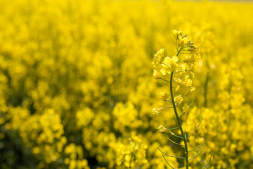Obraz premium rapeseed field biofuels summer