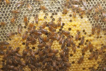 A close up view of a honey bee hive frame.