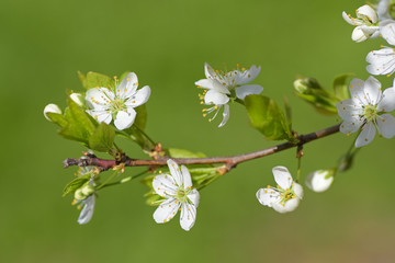 Branch of a blossoming plum tree closeup on green background
