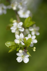 Branch of a blossoming plum tree closeup on green background