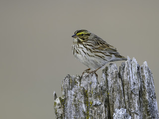 Savannah Sparrow Perched on Fence Post in Early Morning