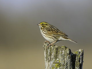 Savannah Sparrow Perched on Fence Post in Early Morning
