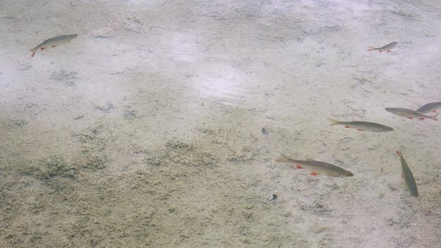 Fishes in Lake. 4K Ultra HD 3840x2160 Video Clip