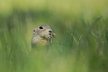Funny european ground squirrel peeping out with his head and big black eye from green prairie grass, holding a piece of carrot in hands, blurry green gras foreground and background