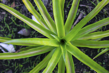 Pineapple plant with young leaves. Pineapple on ground top view photo. Pineapple leaves on black soil