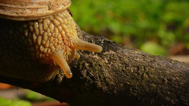 The grape snail (Helix pomatia) crawls along the tree branch and moves the tentacles, releasing them and feeling the space around. Macro close-up