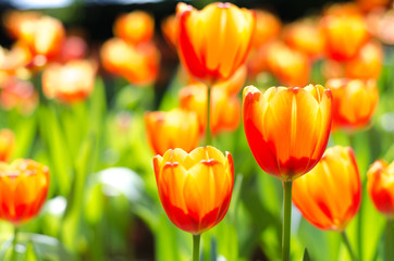 Tulip flower background, Colorful tulips nature in spring, close up
