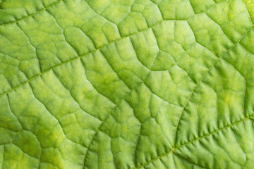 close up view of green leaf