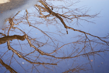 水たまり　反射　木　空　素材