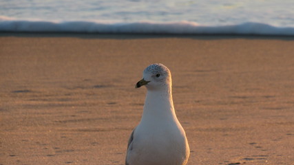 Seagull on Kure Beach