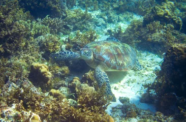 Garden poster Tortoise Sea turtle on seabottom with corals. Green sea turtle closeup. Wildlife of tropical coral reef. Tortoise undersea.