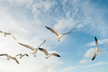 gaviotas holbox