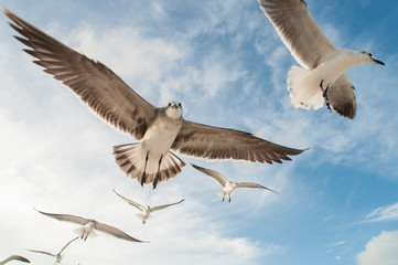 gaviotas holbox