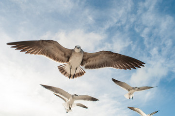 gaviotas holbox