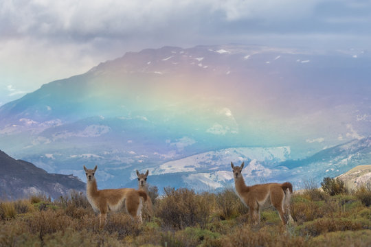 Guanacos (Lama guanicoe) en arcoiris 
