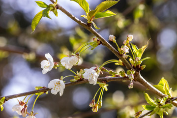 small grouping of white cherry blossoms