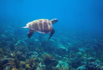 Papier Peint photo Tortue Tortue de mer en bord de mer tropical. Gros plan de tortue de mer verte. Faune du récif de corail tropical. Tortue sous-marine