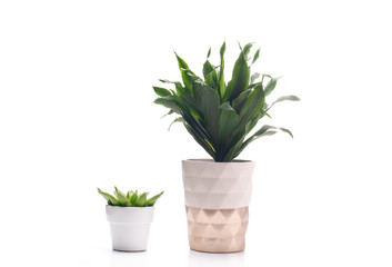 Beautiful plants in white flowerpot.