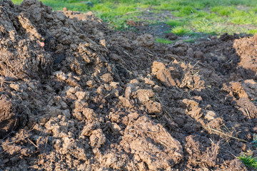 Manure. Humus. fertilizer for plants. The argon fertilizer.